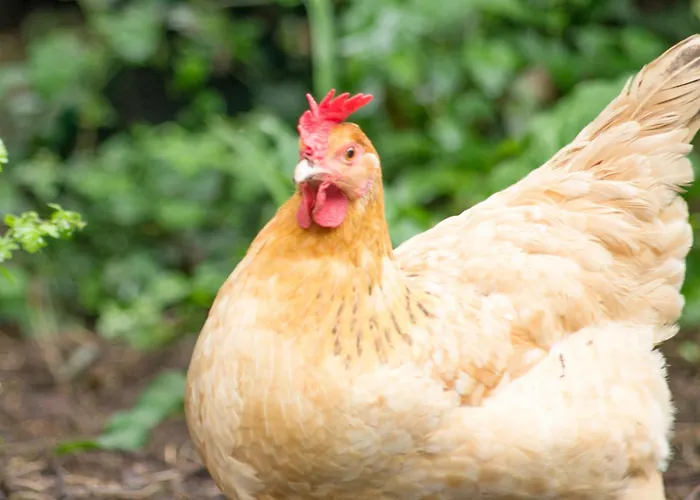 Duplex A - Escapade Confort Entre Nantes & L'ocean Daire