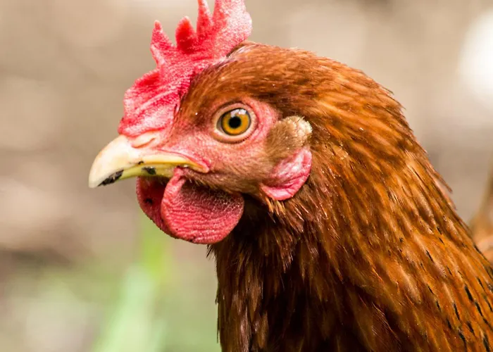 Duplex A - Escapade Confort Entre Nantes & L'ocean *